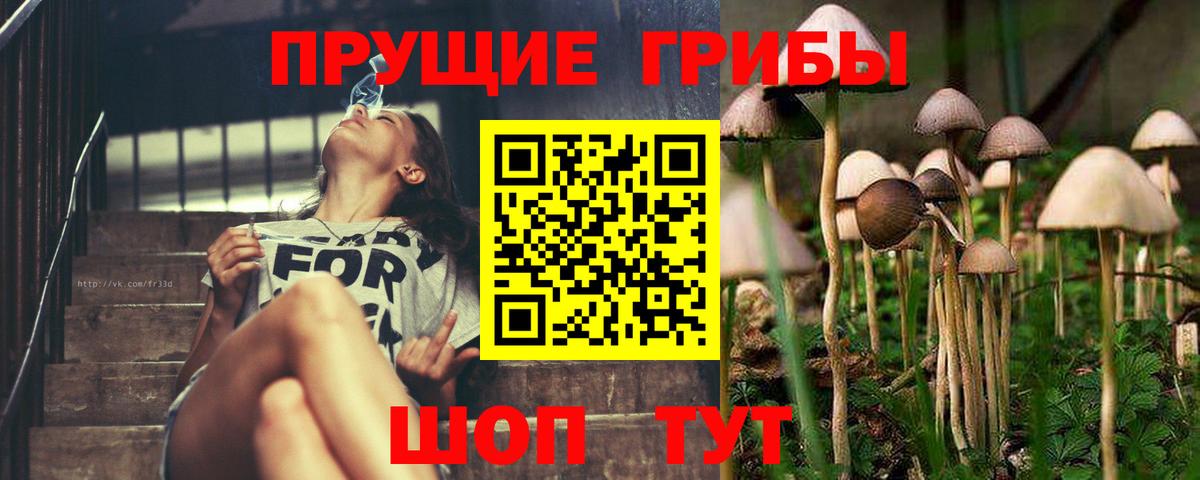 Псилоцибиновые грибы Psilocybe  Вход с VPN  Полысаево 